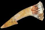 Fossil Sawfish (Onchopristis) Rostral Barb- Morocco #106383-1